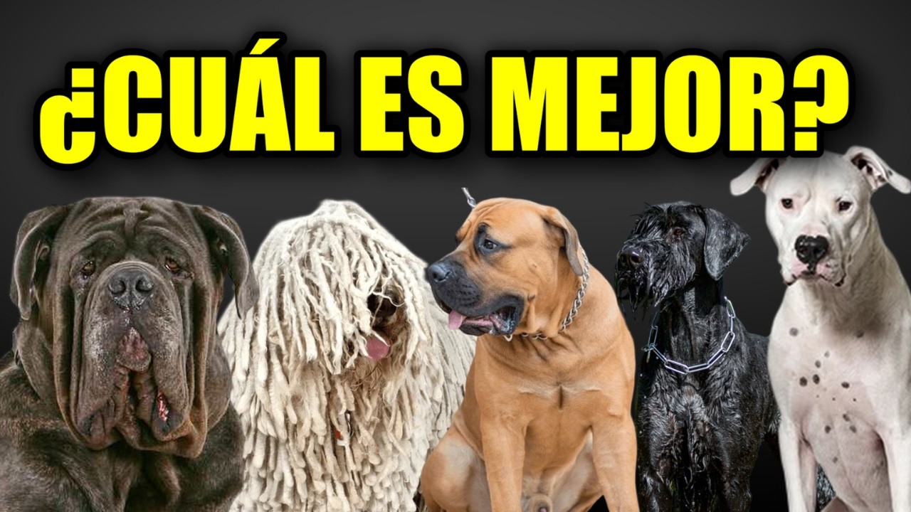Los 20 Mejores Perros Guardianes de la tierra | ⚠️ NUNCA Cometas ESTE Error al Elegir