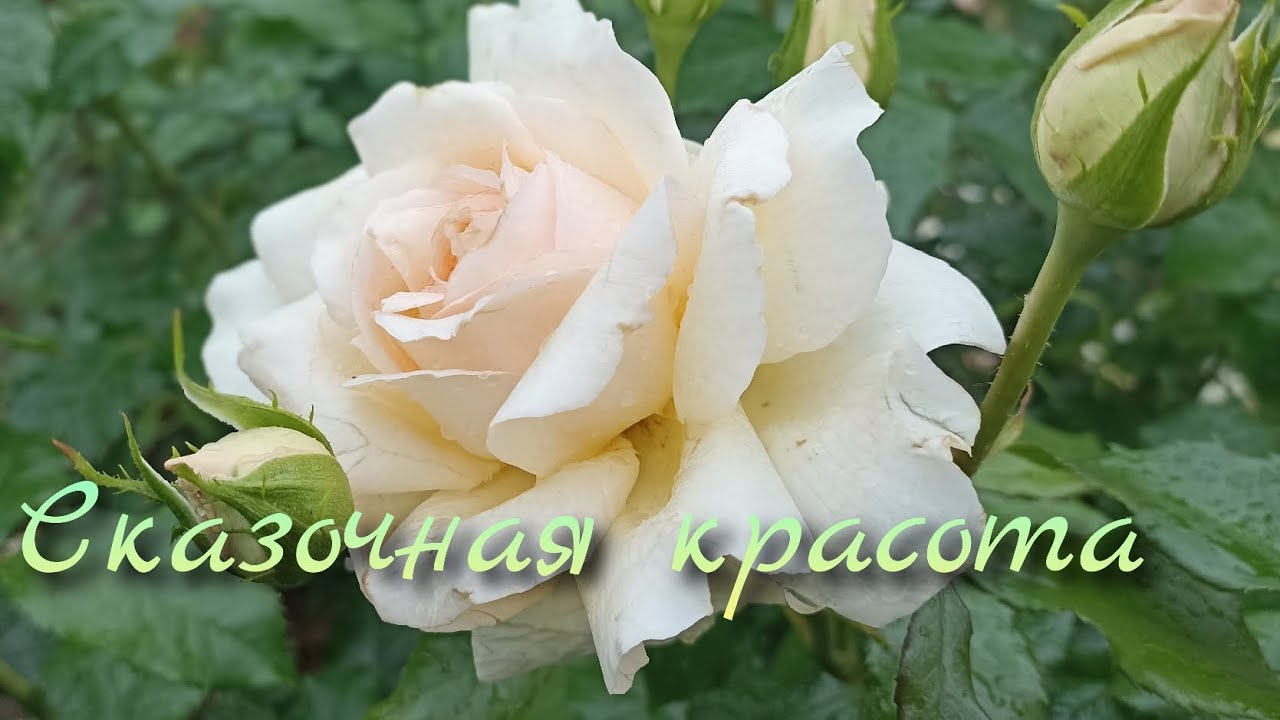 Розы из волшебной страны эльфов! #розы #сортароз #розыкордеса # ...