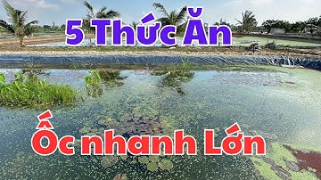 Bật Mí 5 Thức Ăn giúp Ốc Nhanh Lớn, Năng Suất Cao