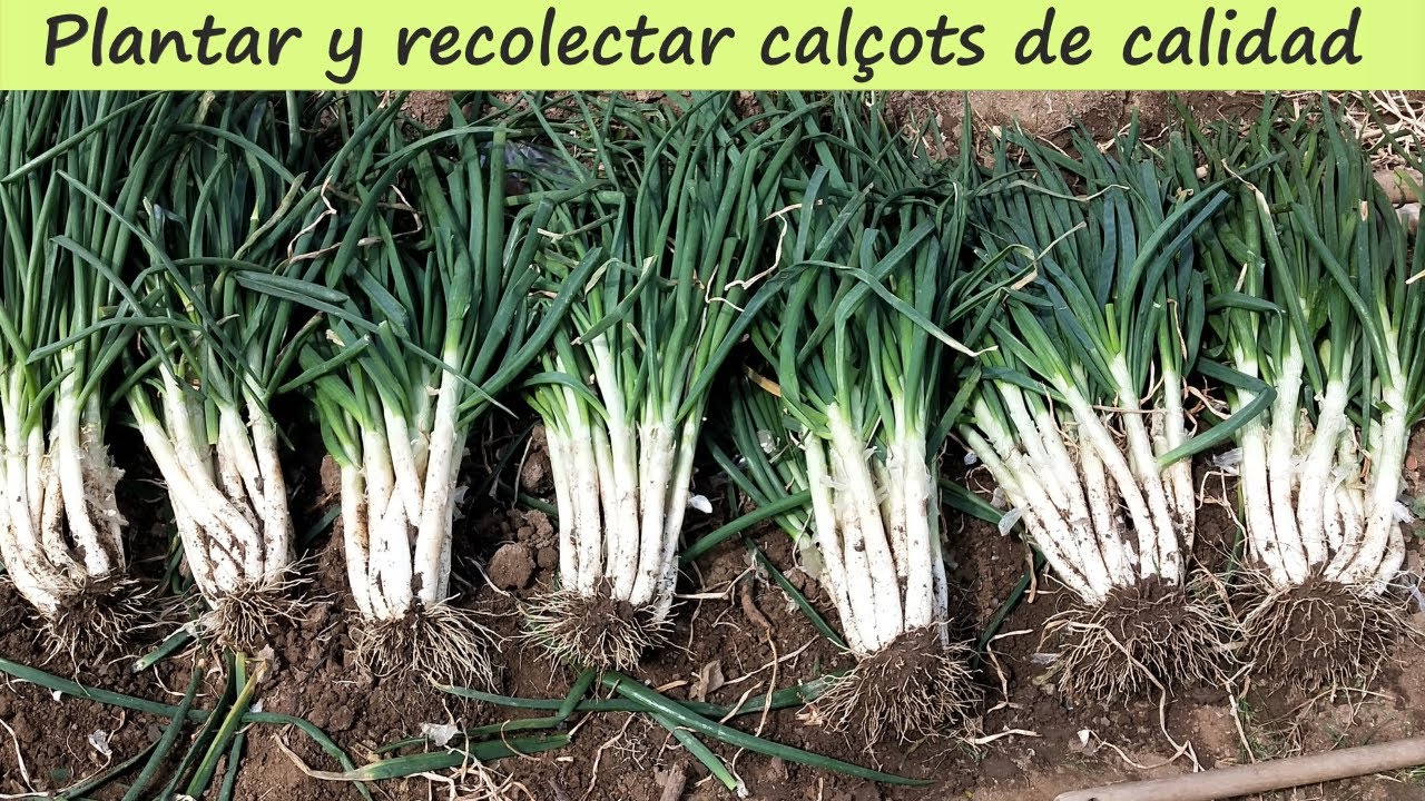 plantar-cal-ots-youtube