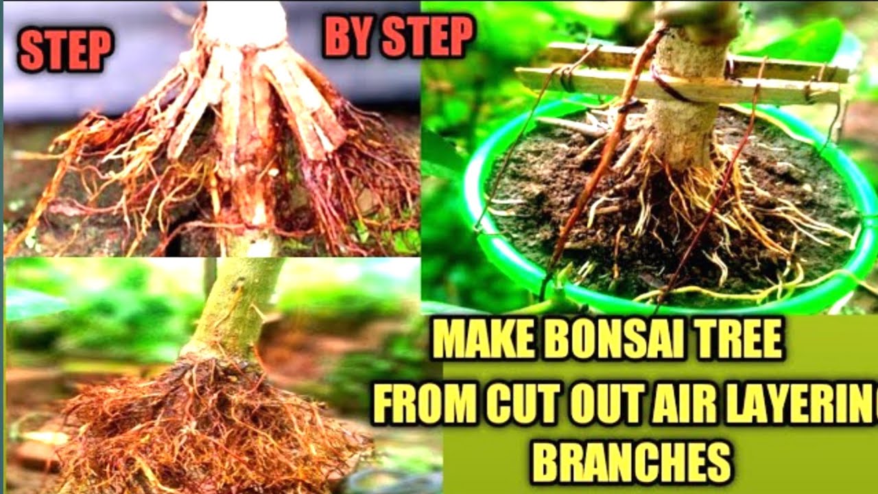 Make Bonsai Tree From Cut Out Air Layering Branches janabonsai 