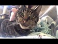 This is the story of an old feral cat... and the humans who loved him - TinyKittens.com