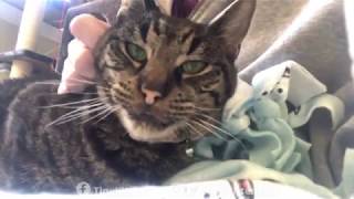 This Is The Story Of An Old Feral Cat... And The Humans Who Loved Him - Tinykittens