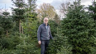 Von der einfachen Tanne zum perfekten Weihnachtsbaum