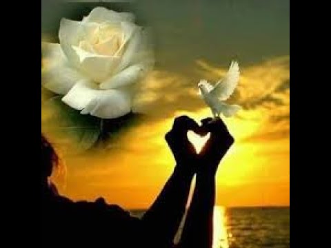 هشام الجخ يبدع فى قصيدة بحبك مع أجمل مشاعر رومانسية