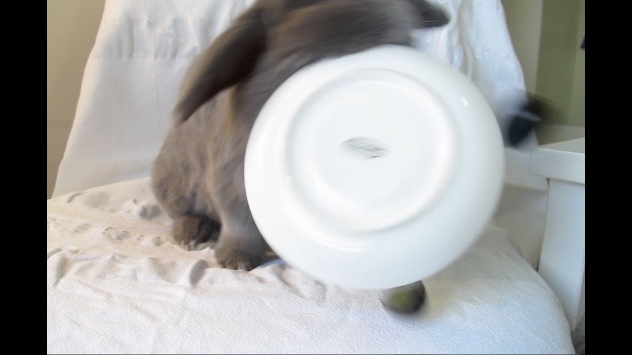 Bunny Rage! Benji flips his plate! YouTube