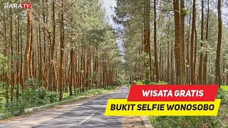 Download Lagu Wisata Hutan Pinus, Mirip di Lereng Fujiyama Negeri Sakura MP3