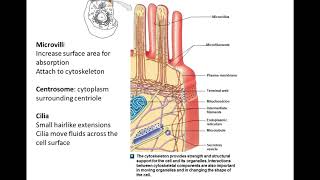 BIO 141 Chapter 3 part 2