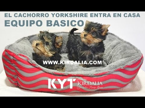 Video: Cachorro De York En Una Casa Nueva