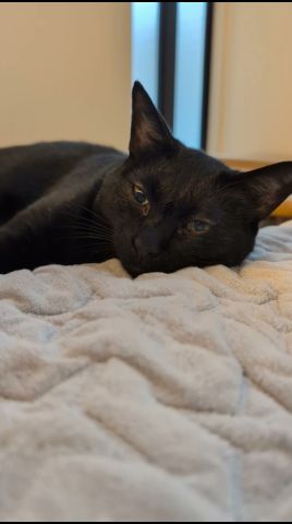うっとり黒猫😺 - Dreamy Cats - #shorts #cat