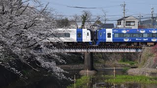 「桜の中を行くブルーμ」2000系2005F＋2003F(DOARA　TRAIN) 名鉄犬山線 犬山駅〜犬山遊園駅間にて