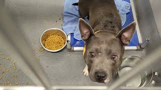 acs A657786