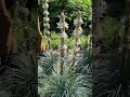 Asphodeline damascena, Damascus Asphodel