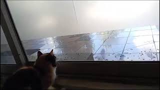 Kittens Get Excited Watching Birds