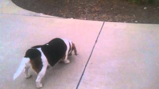 Beagle versus deadly feather