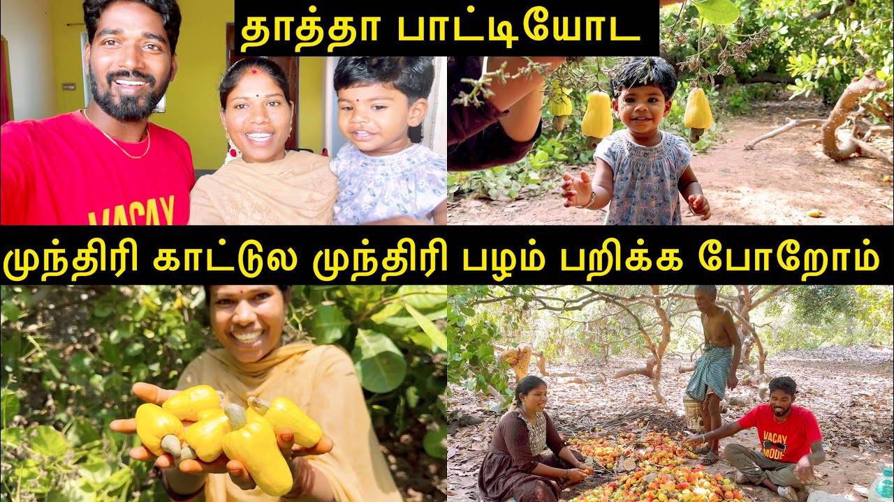 தாத்தா பாட்டியோட முந்திரி காட்டுல முந்திரி பழம் பறிக்க போறோம் |  Sangeetha Vinoth | #villagelife
