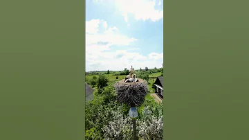 Аисты с высоты Аиста! 🐦