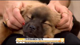 Beth Stern, Spokesperson For The North Shore Animal League, On Adopting A Pet