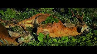 Roe buck hunting in Romania 15 Rehbock Jagd in Rumänien 15 Jacht op reeën in roemenië 15