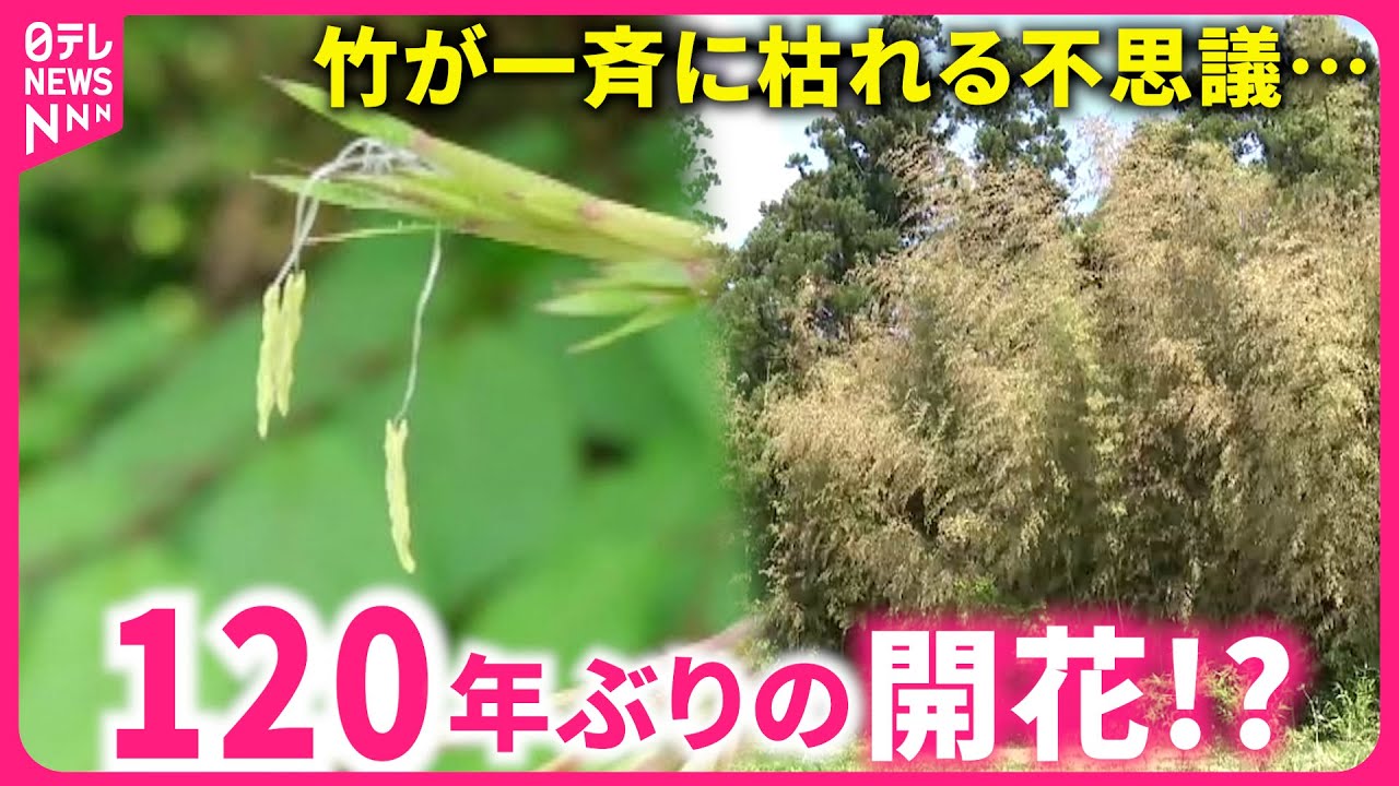 謎】竹が一斉に枯れる !? 120年に1度の開花 宮城県内で不思議な現象