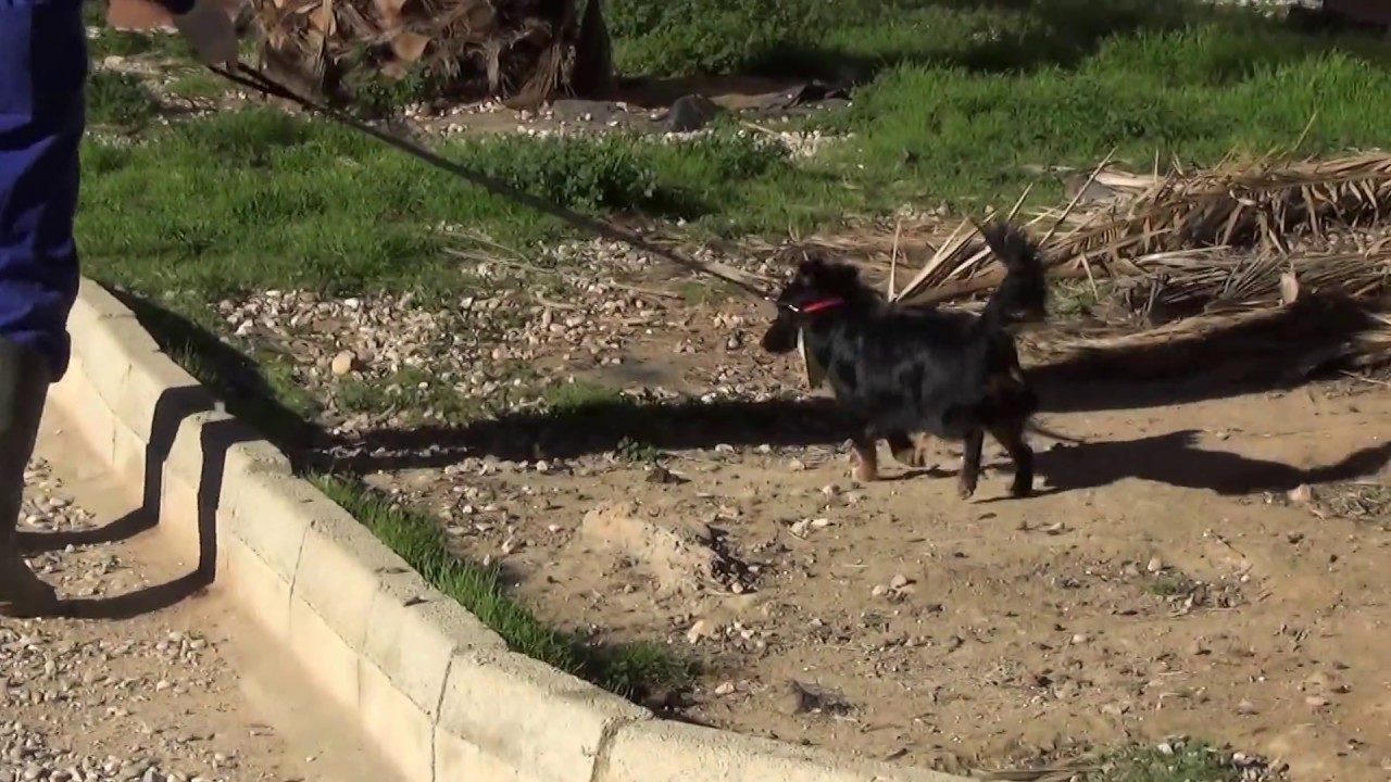 JON adopción perros cachorros