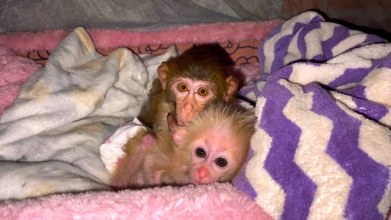 The poor and lonely night life of 2 monkeys on the farm