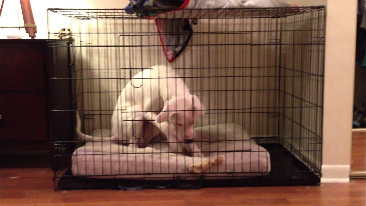 Dogo puppy temper tantrum YouTube