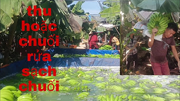 THU HOẠCH CHUỐI TIÊU HỒNG ĐỒNG NAI