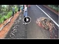 Giant Snake Causes Major Accident Accident Truck in Pregnant Serpents Python Snake in Amazon