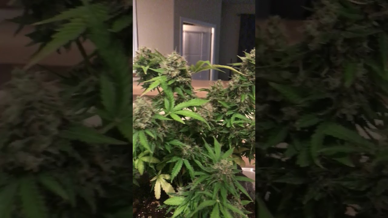 Spectrum King 402+ grow update