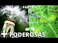 10 Plantas INCRÍVEIS Que Você Tem Em CASA (E Que Nunca Deve Deixar Faltar) PARTE 3