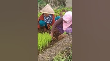 Aktivitas Warga Desa Di sawah #shorts #shortvideo #short #sawah #desa #pedesaan