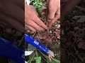 How to grafting fruits plant shorts agriculture monty