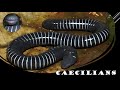 Caecilians weird and wonderful