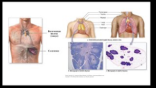 Лимфатическая и иммунная системы (часть 12) | Видеокурс Андрея Антонова 