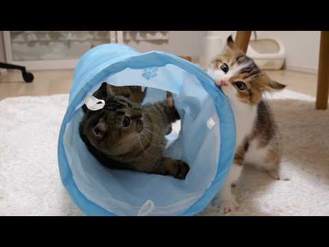 Mother cat Kiki and kitten Nico wrestle fiercely in the cat tunnel!