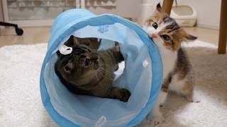 Mother cat Kiki and kitten Nico wrestle fiercely in the cat tunnel!