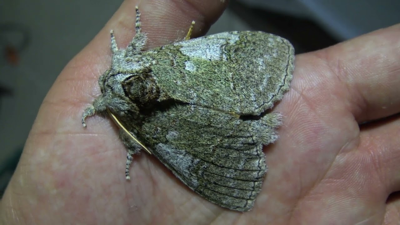 Giant Puss Moth / Anurocampa mingens in Brazil
