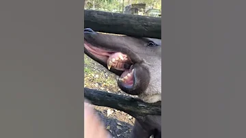 Шок! Дикий Тапир выбрался из клетки! И пытался съесть нас!