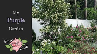 🌹My Purple Garden in zone 8a/ Blue for You and Plum Perfect