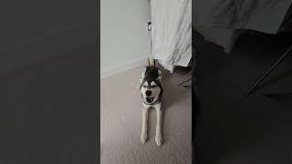 Mini husky's emotional cover of Beyoncé 🤣🎤