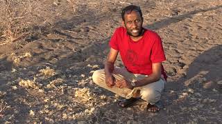 Emergency Appeal: Drought in Kenya