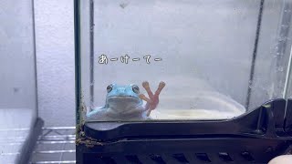 カエルが「あけて」って言うので扉を開けたら…