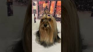 #pets #petsfofinhos #yorkshire #romeu #youtubeshorts -#forlikes
