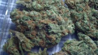 DANK KILLA CaLi KuSh NUGS HD ((MIDWEST KILLA CITY SMOKE))