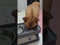 20260526 저녁먹는 따야 Ddaya eats dinner🥰#왕크왕귀 #진도믹스 #황구 #시고르자브 #댕댕이 #힐링 #위로 #펫로스 #7080 #무반주노래