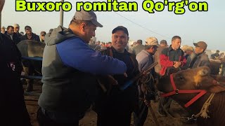 Romitan Qo'rgon mol bozori buqalar narxlari 2-may, 2024