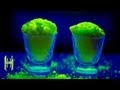 Amazing Glow Powder - Fluorescein