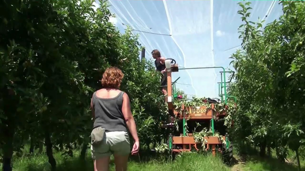 Reportage Sylvie Eon Arboriculture Daumeray 2014 Youtube