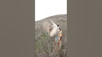 It didn’t get very far! #pheasanthunting #hunting #hunt #shortvideos #shorts #short #viral #video